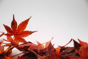 leaves, autumn, fall